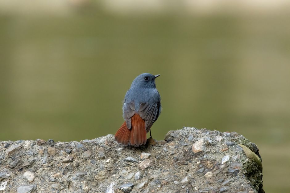Close-up of a beautifully colored bird perched on a rock in Taipei City, Taiwan.
