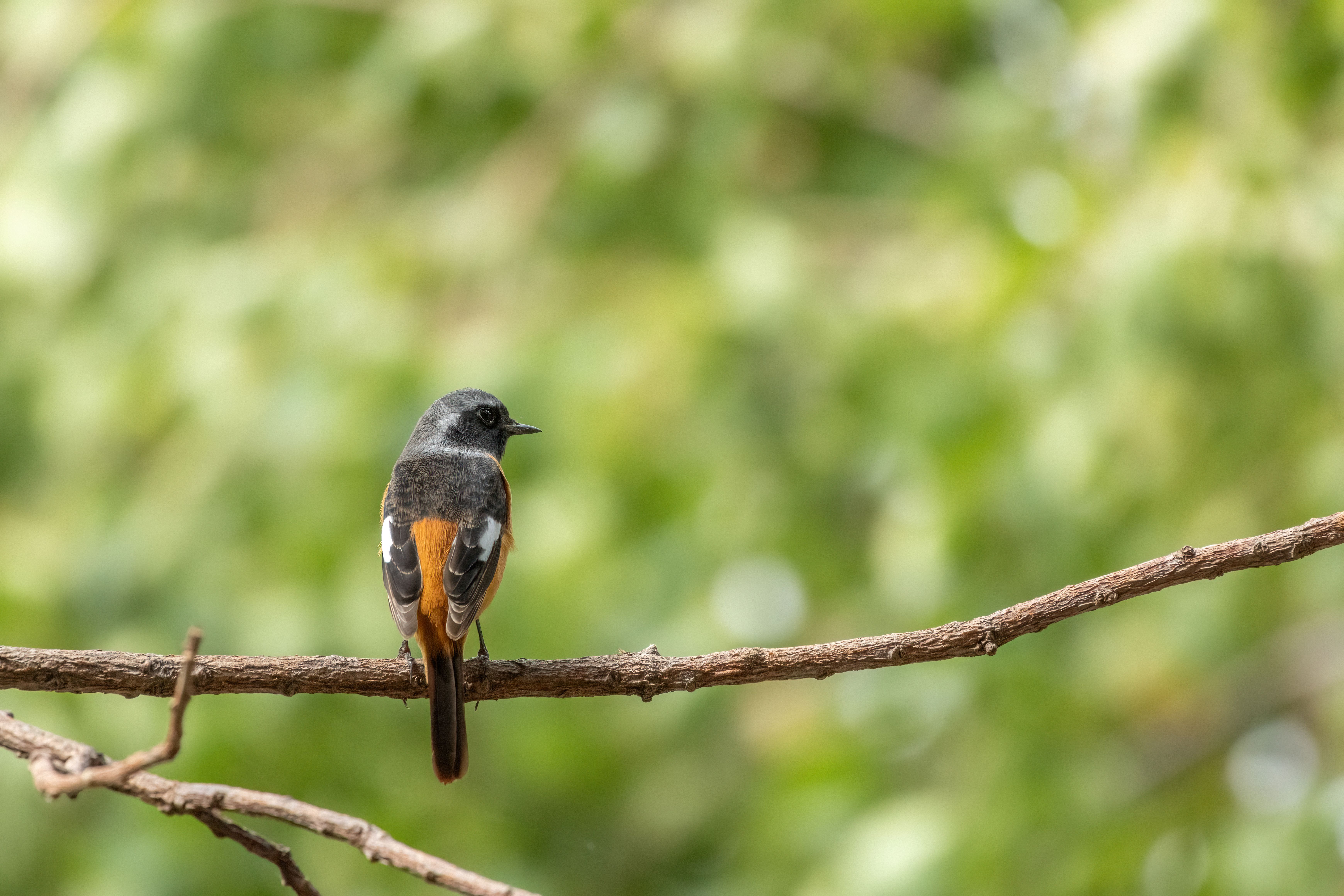 Colorful Bird Perched on Branch in Taipei · Free Stock Photo