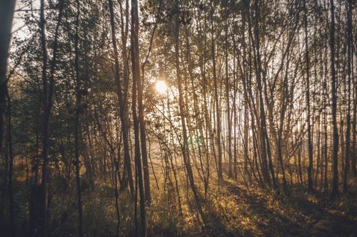 Free Sunlight filtering through tall trees in a lush forest at sunrise. Stock Photo
