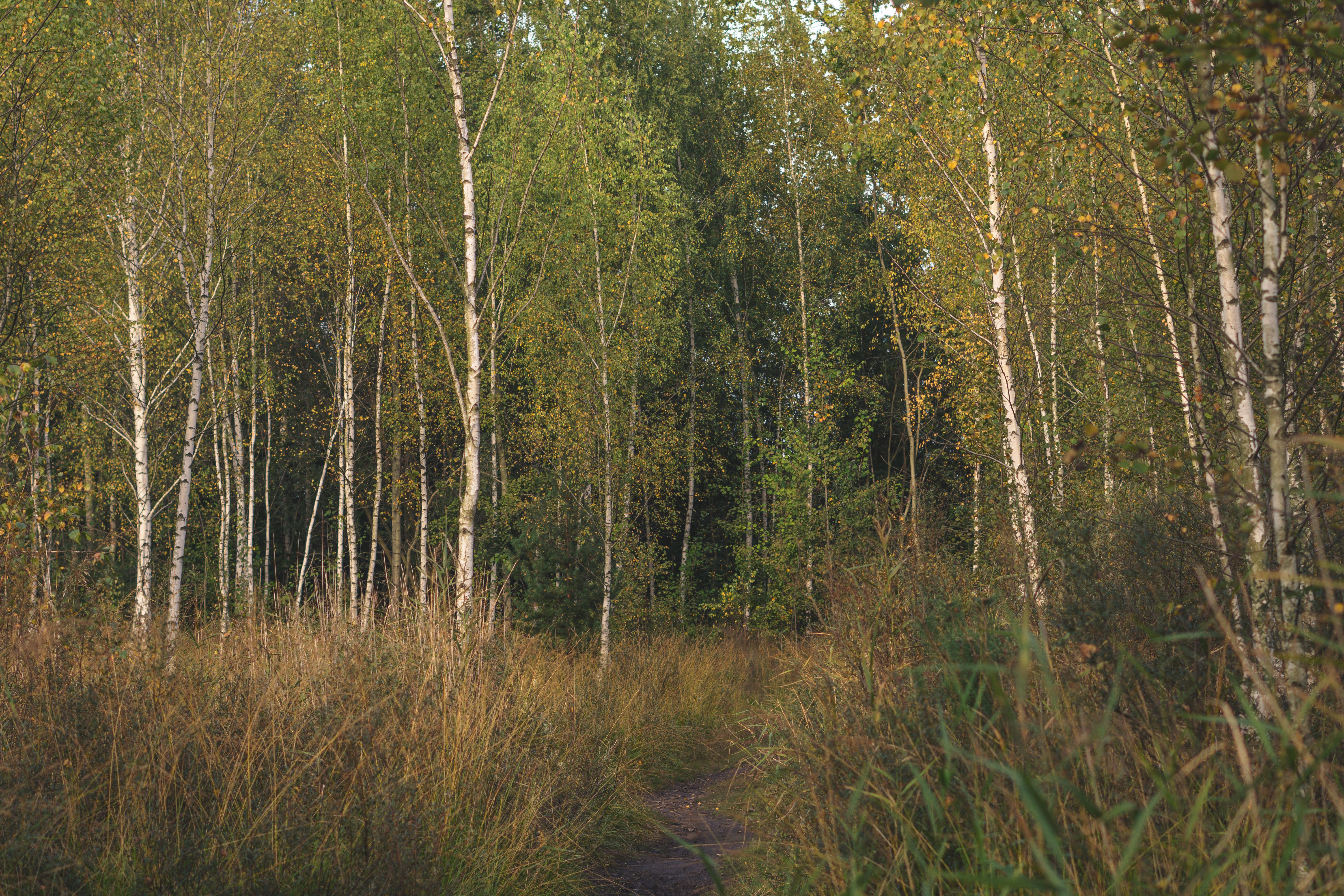 Woodland trail with soft light