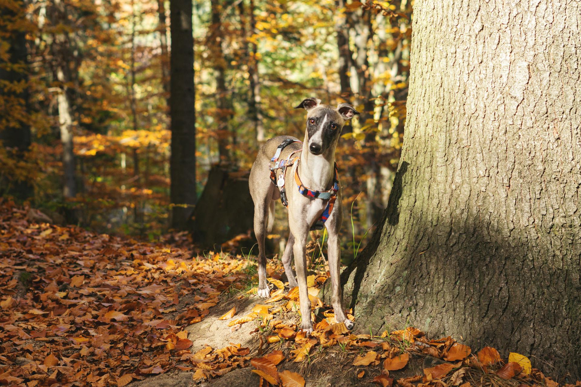 Greyhound dog stands by a tree in a vibrant autumn forest setting.