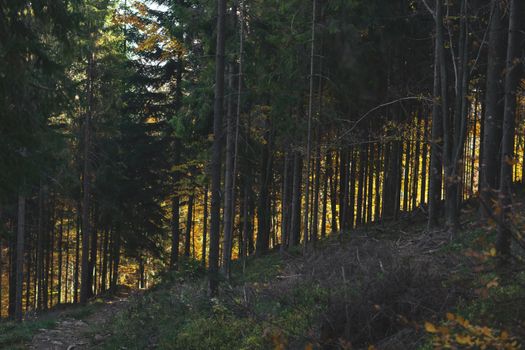 Tranquil forest path illuminated by soft autumn light through trees.