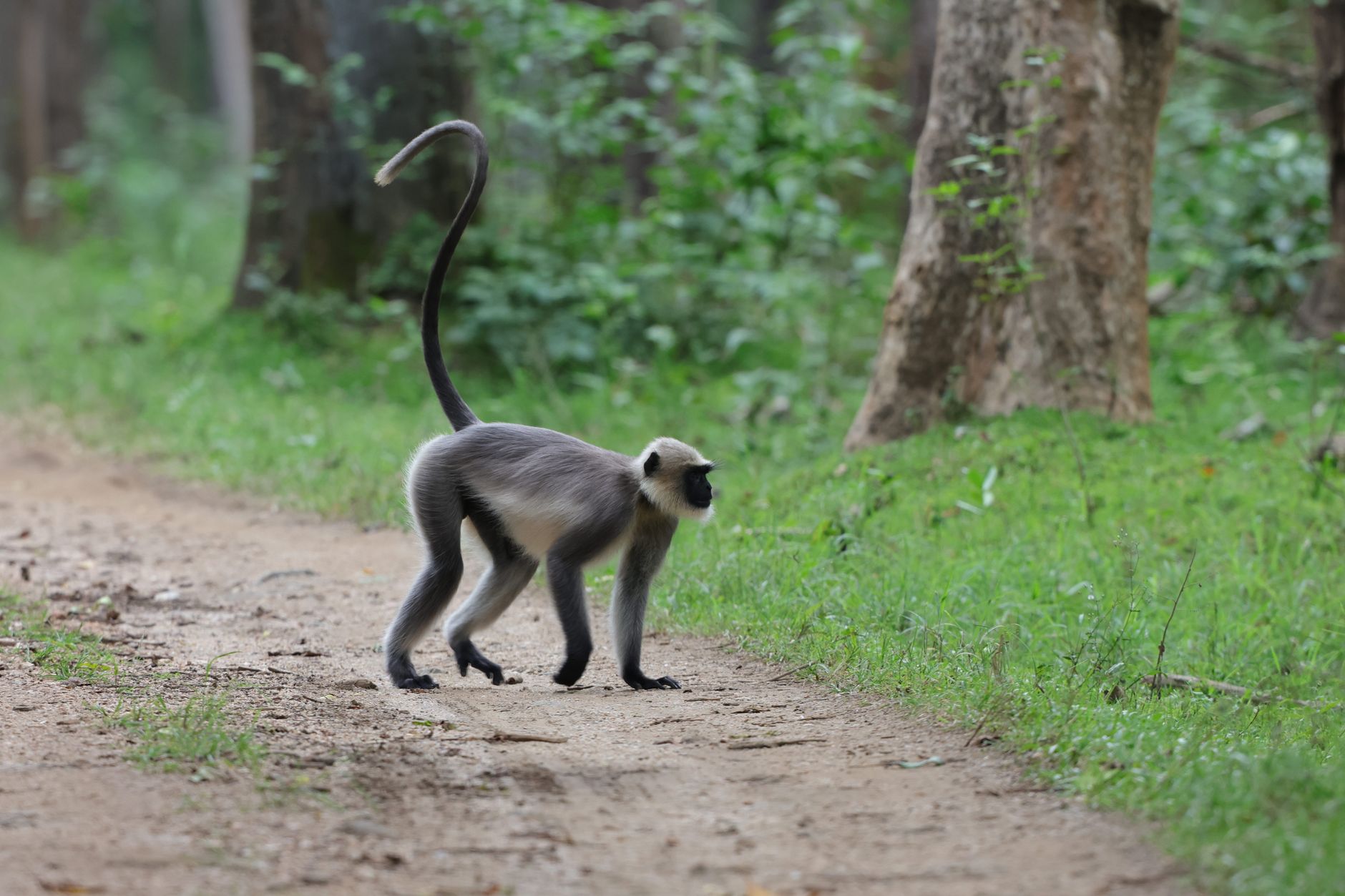 Coffee Safari in Karnataka: Exploring Plantation Life and Flavours