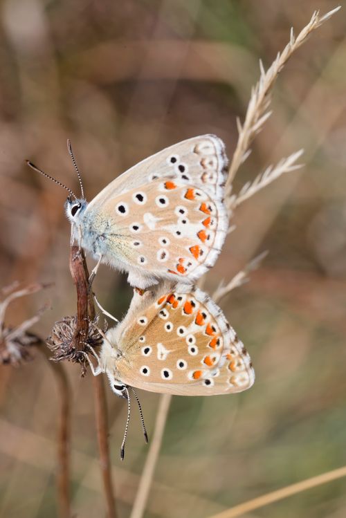 Free Detailed shot of two Common Blue butterflies mating on dried grass. Stock Photo