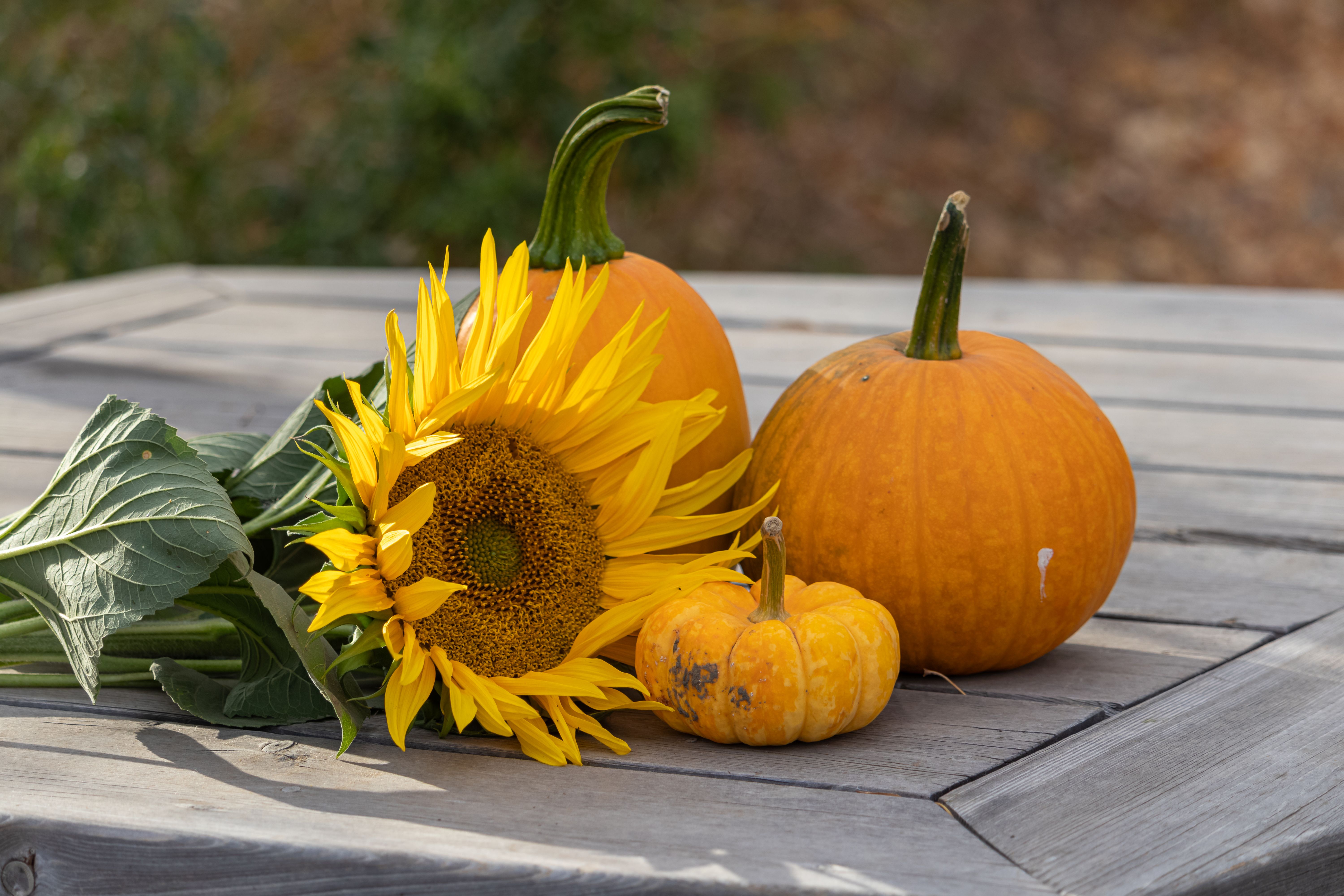 Why Autumn Color Depends On Night Length First