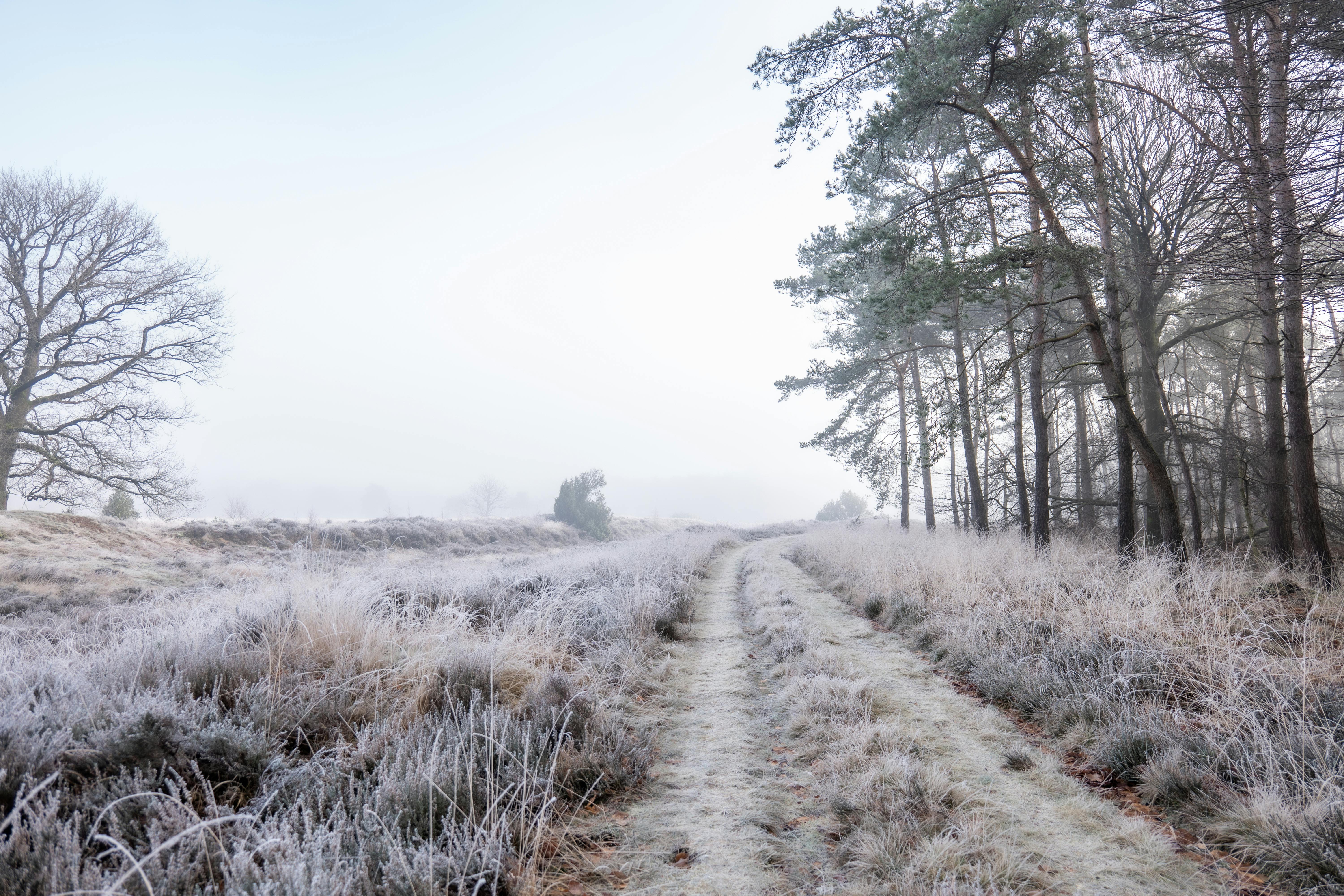 Free stock photo of drenthe, dwingelderveld, netherlands