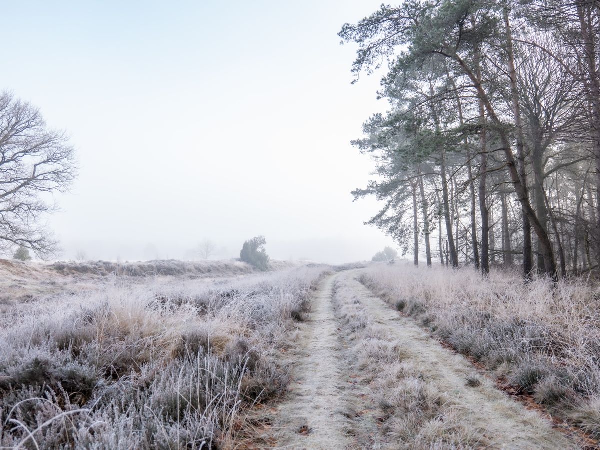 5 Day Ayurvedic Panchakarma Wellness Retreat in the Netherlands 3