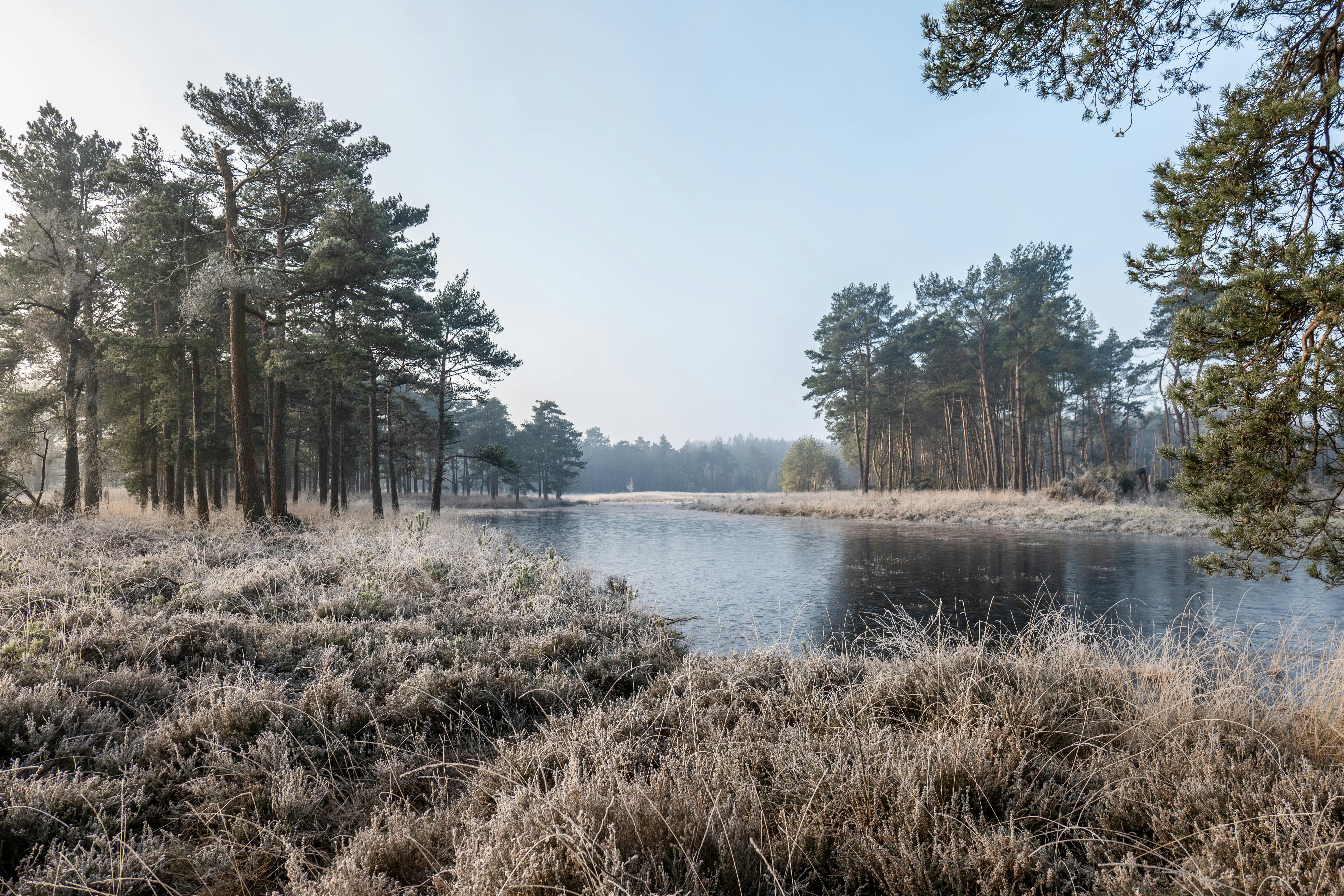 Stiphoutse Bossen