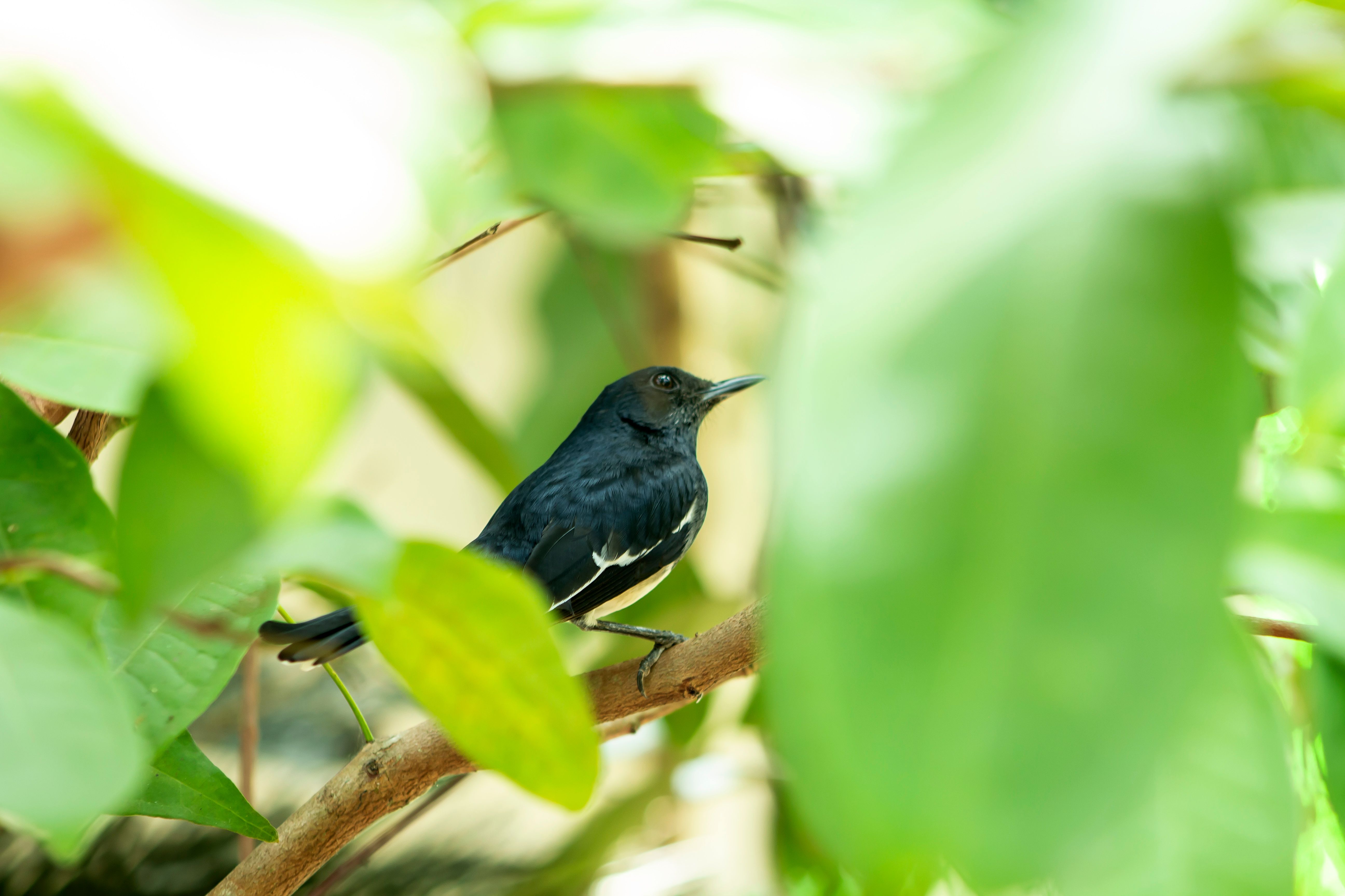A black and white Oriental Magpie-Robin perched on a branch amidst lush green leaves.