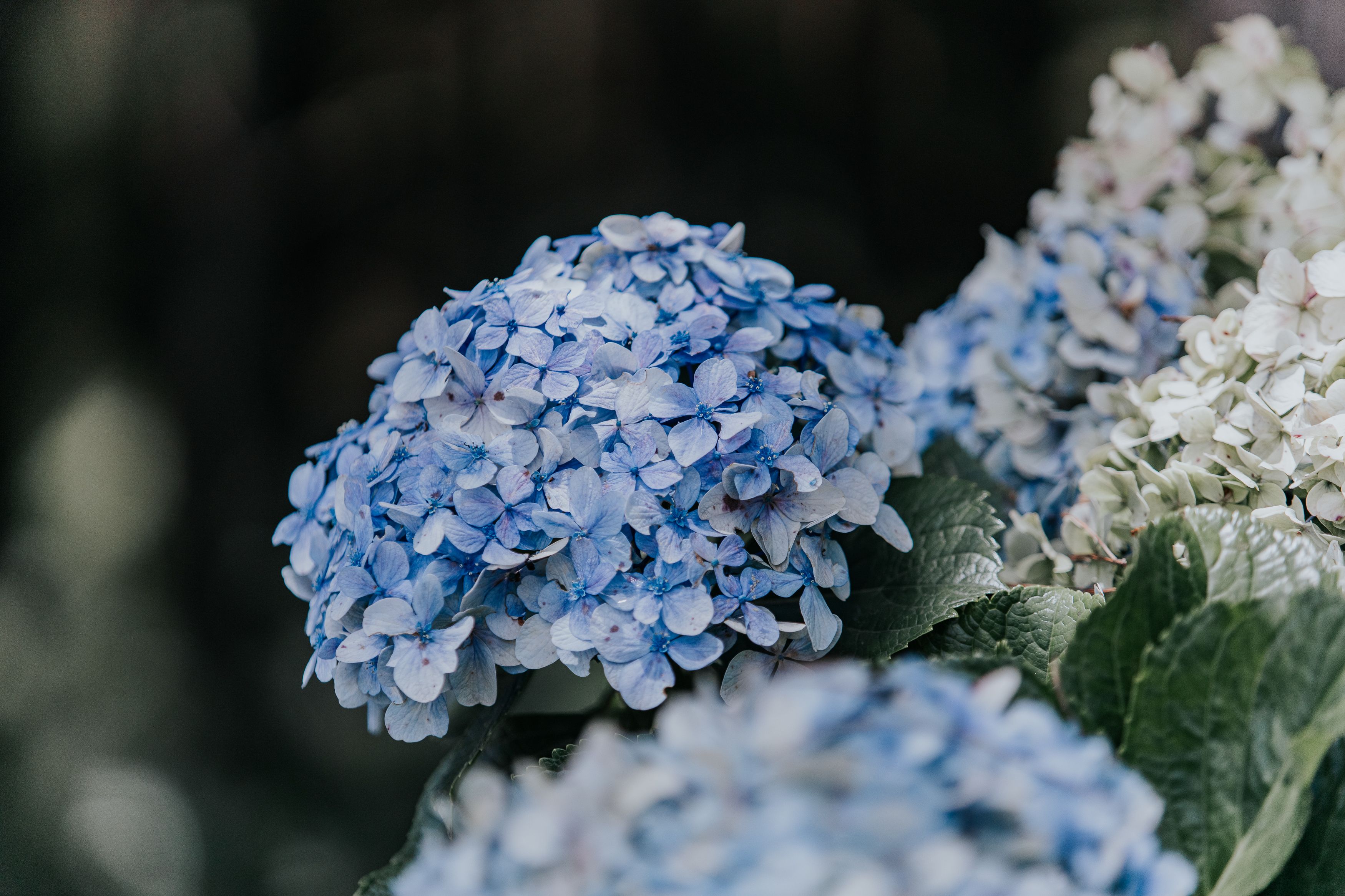 How to Water Hydrangeas for Bigger, Healthier Blooms, According to Gardening Experts — Photo by Everson Santos on Pexels