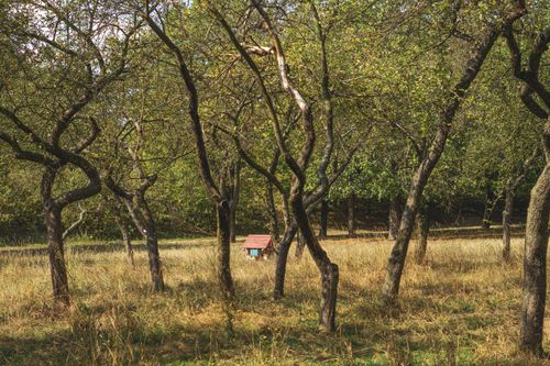 Free Tranquil apple orchard with rustic beehive amid tall grasses under summer light. Stock Photo