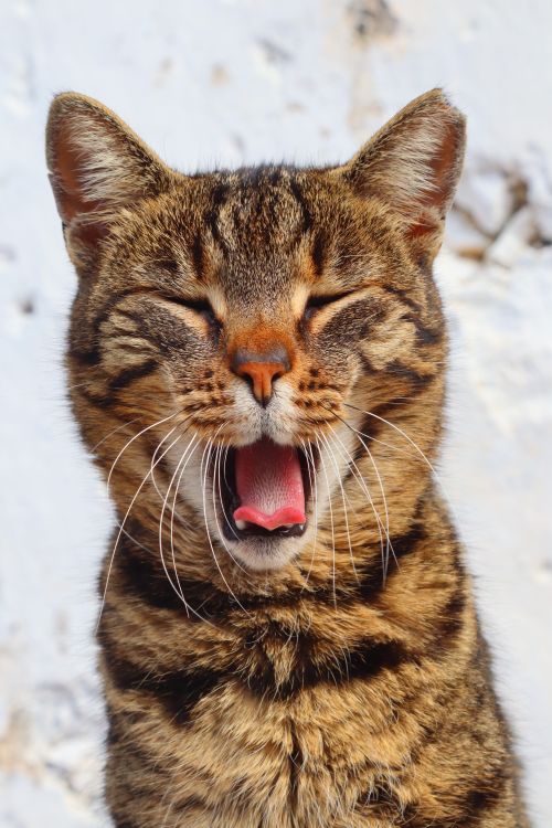 Free Close-up of a yawning tabby cat outdoors with a blurred background, capturing adorable feline expression. Stock Photo