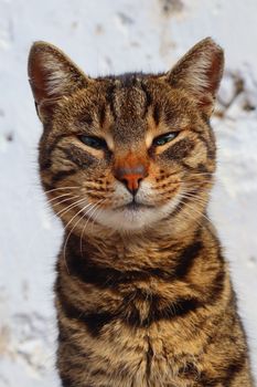 Detailed close-up of a tabby cat with a white background; perfect for pet lovers.