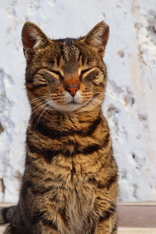 Free Close-up of a tabby cat sunbathing against a white wall in İzmir, Türkiye. Stock Photo