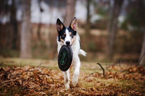 Free Dog Biting Frisbee Disc Stock Photo