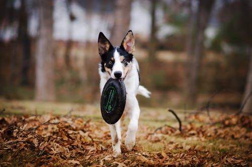 đĩa Frisbee Dog Cắn