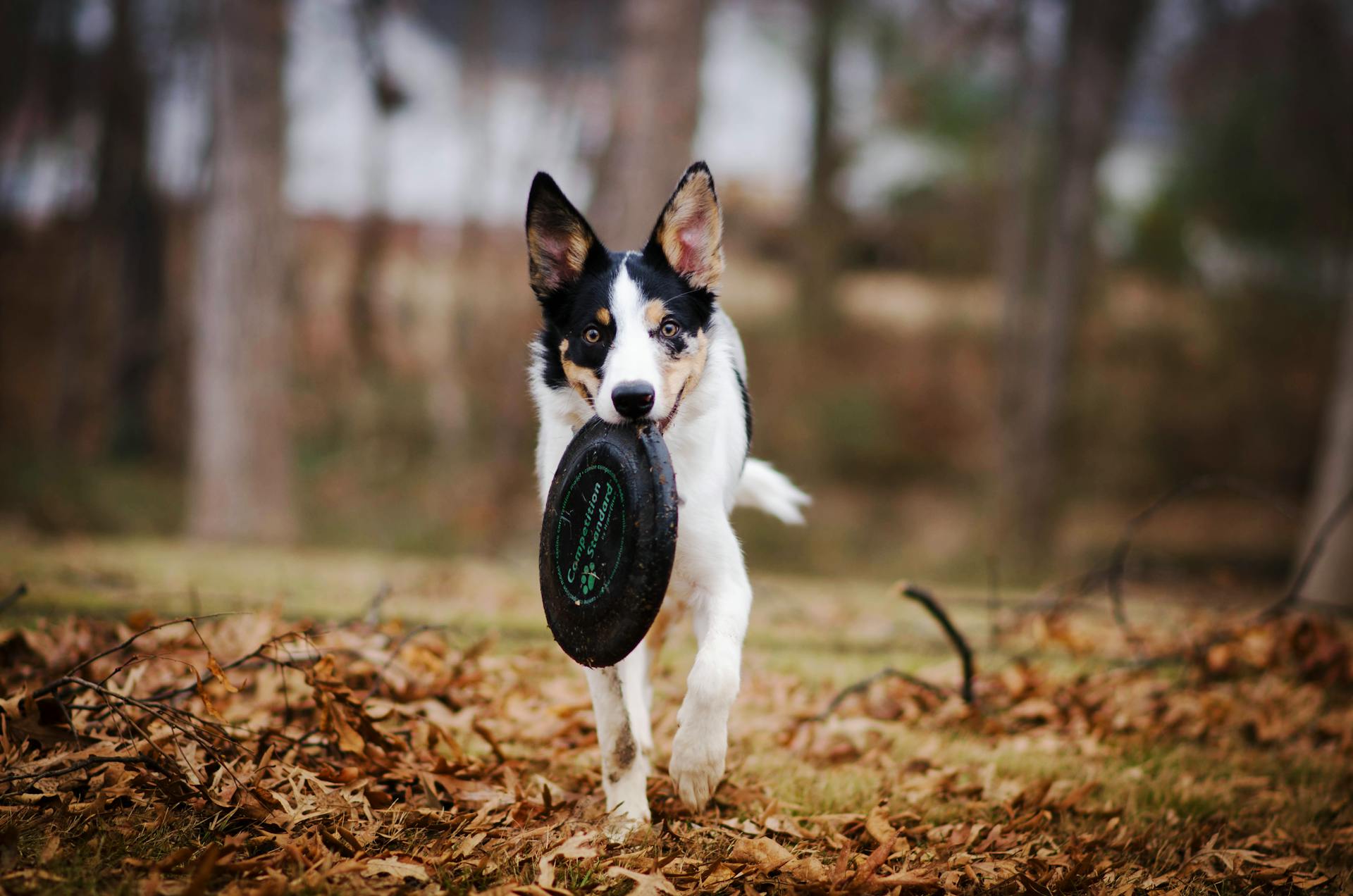 Dog Biting Frisbee Disc