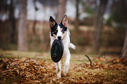 Free A playful Border Collie running outdoors while holding a frisbee in its mouth. Stock Photo