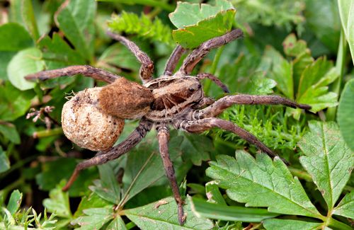 Free Detailed view of a Wolf spider (Lycosidae) carrying an egg sac on green foliage. Stock Photo