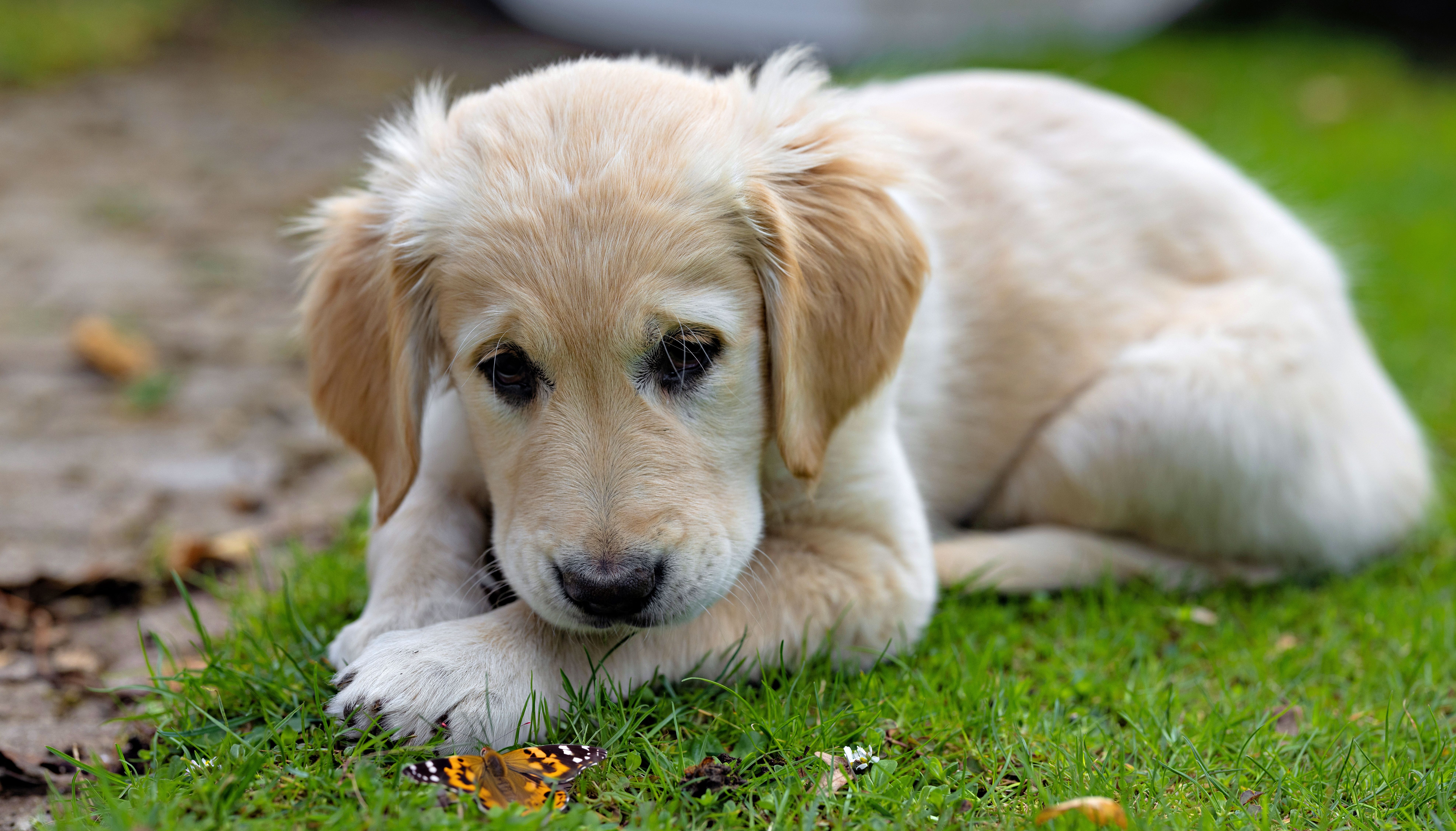 Adorable golden retriever puppy lying on grass, watching a butterfly closely.