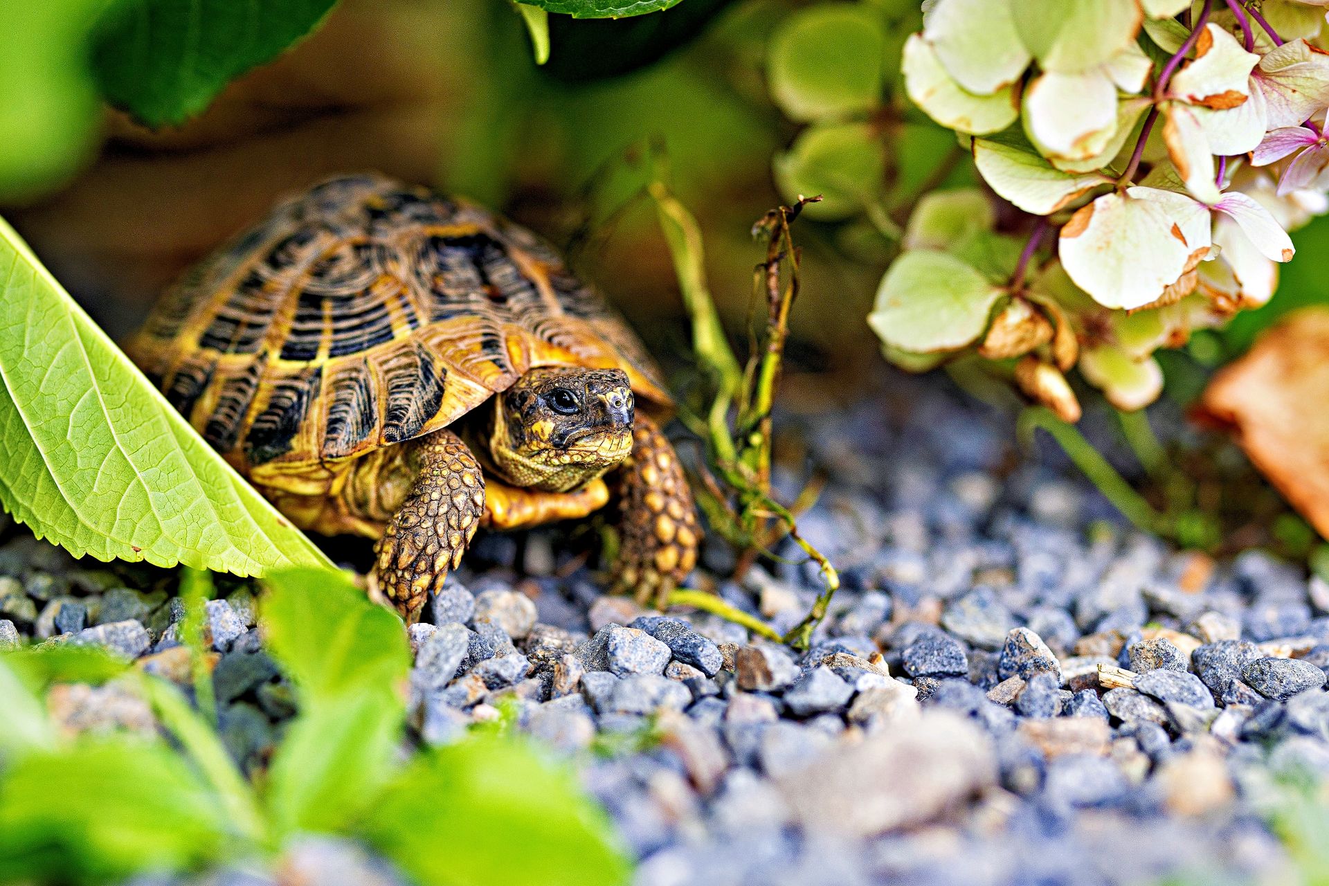 Close-up of a tortoise navigating a garden path surrounded by vibrant greenery and flowers.