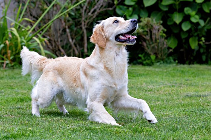 Golden retriever dog running happily across a perfectly cut green lawn