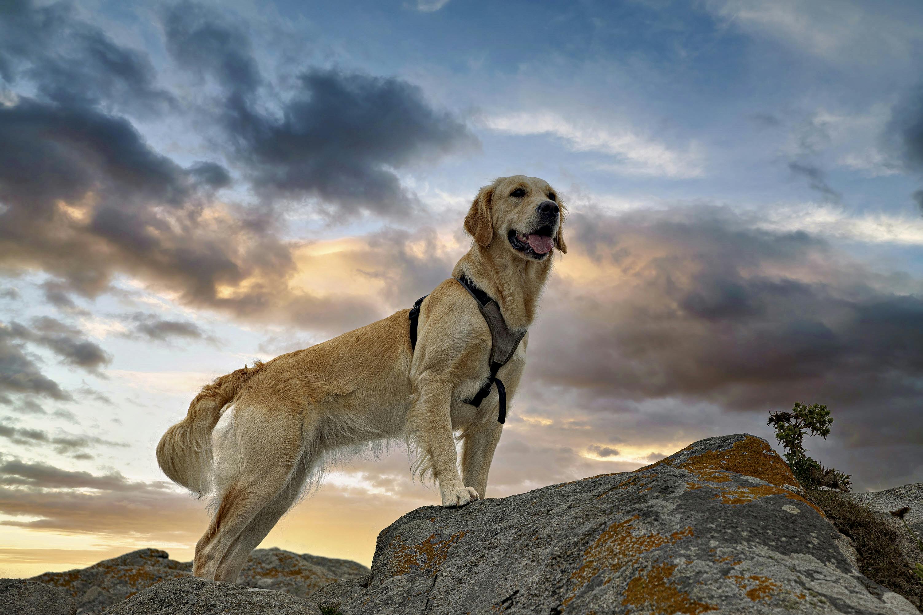 Dogs as Lifestyle Companions: What This Means for Brands &amp; Retailers — Photo by Friede Dia on Pexels