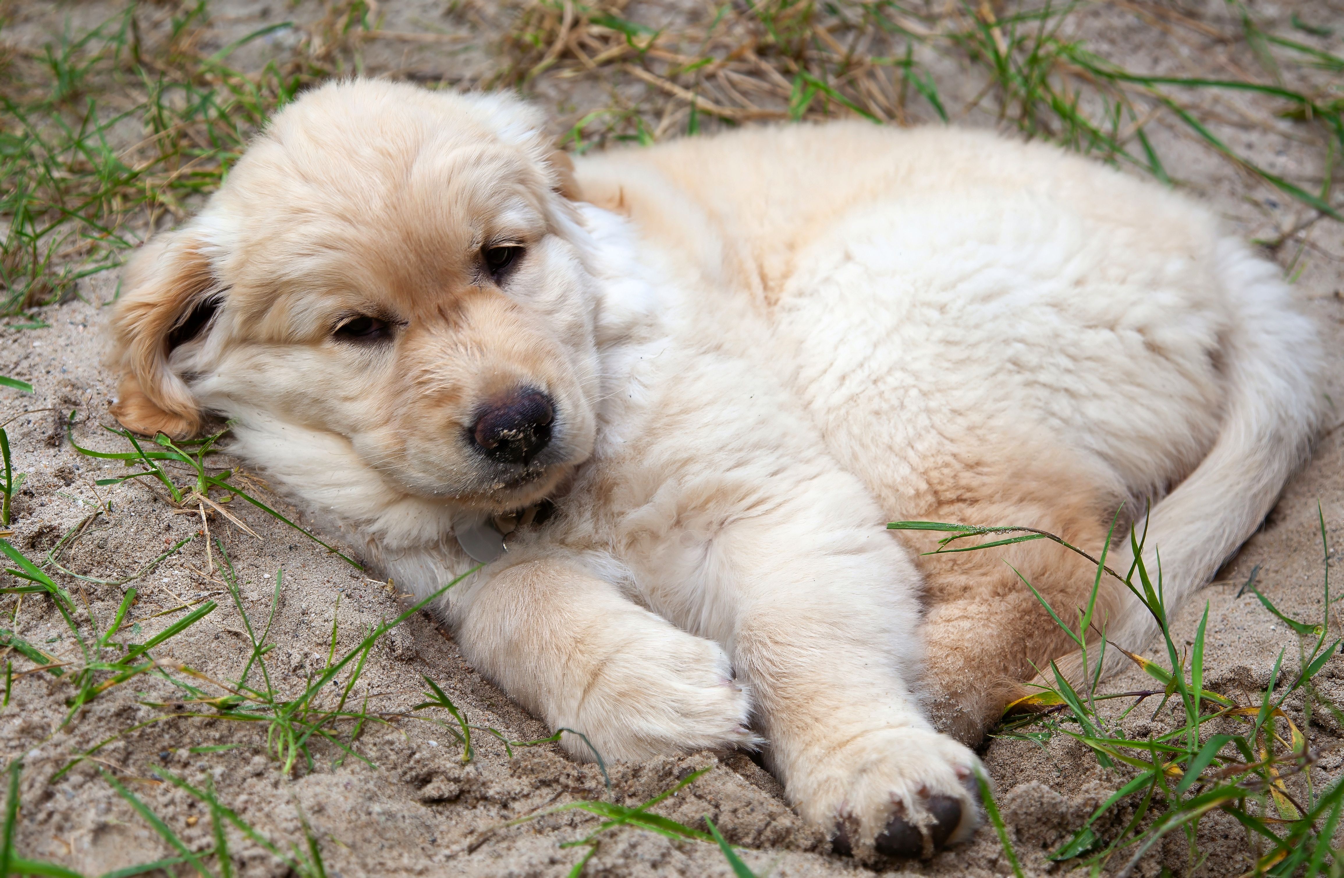 Adorable Cachorro De Golden Retriever Descansando Al Aire Libre · Foto ...