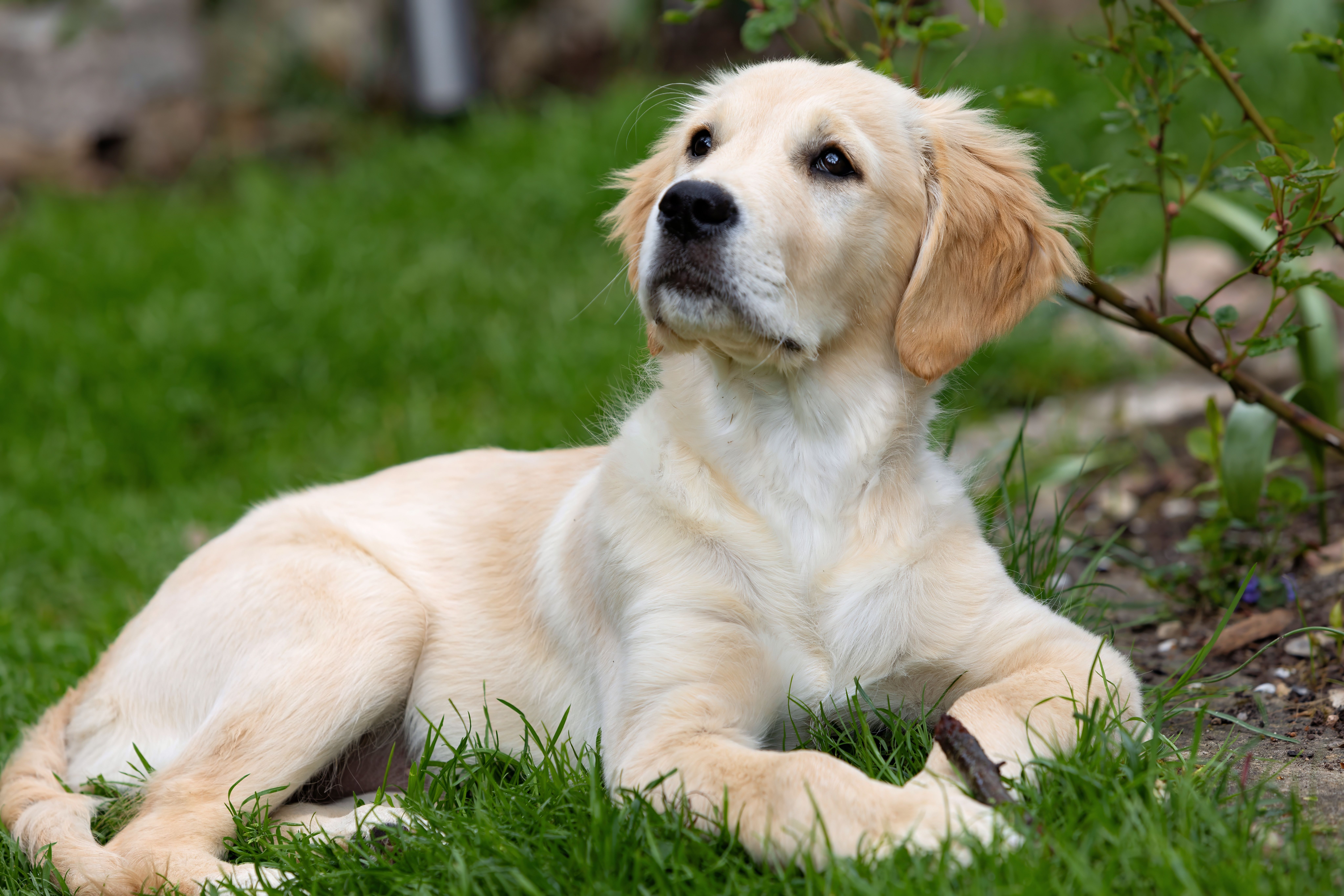 Infeksi Parvovirus B19: Penyebab, Gejala, Diagnosis, dan Pengobatan