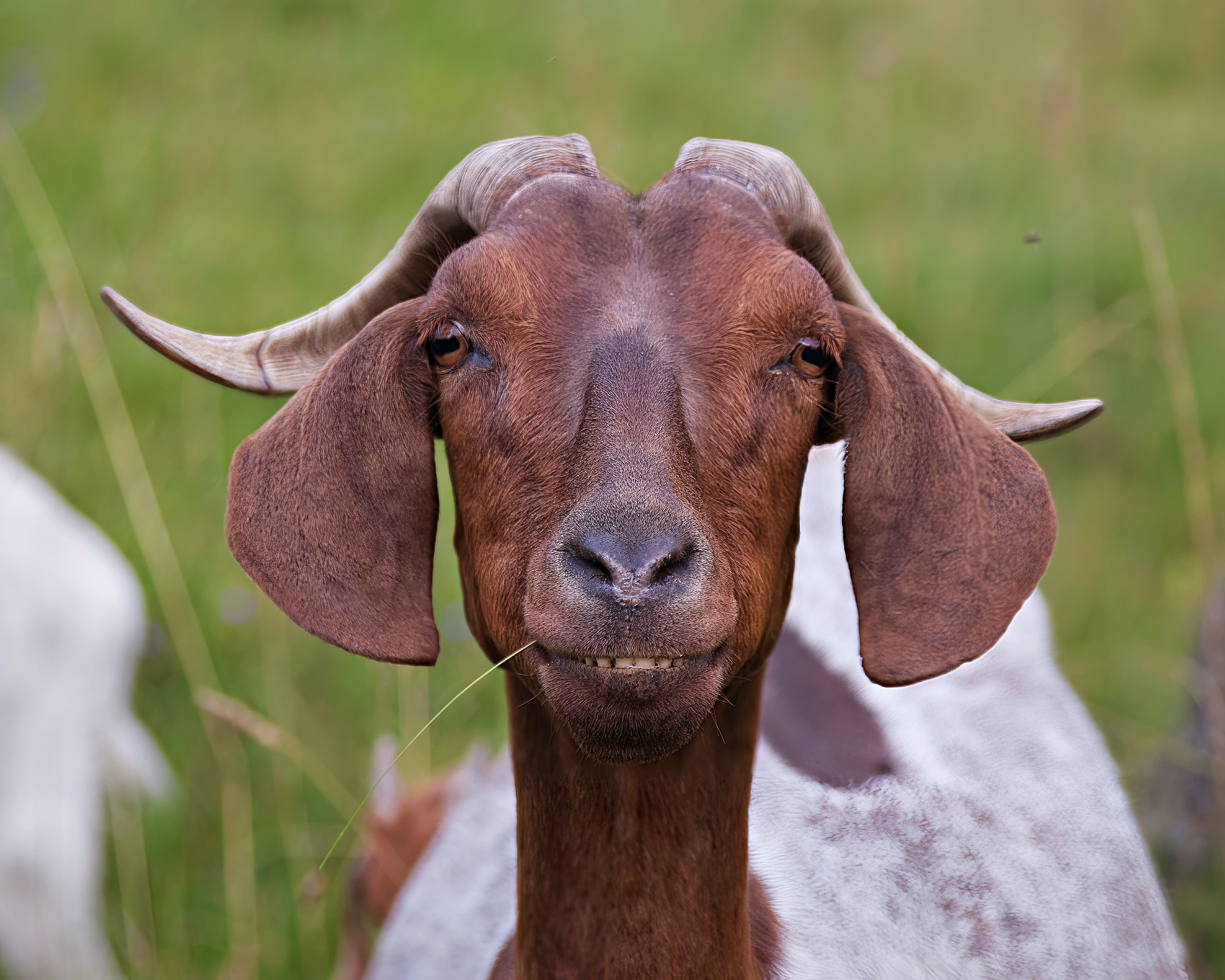 Portrait of a goat at a veterinary clinic