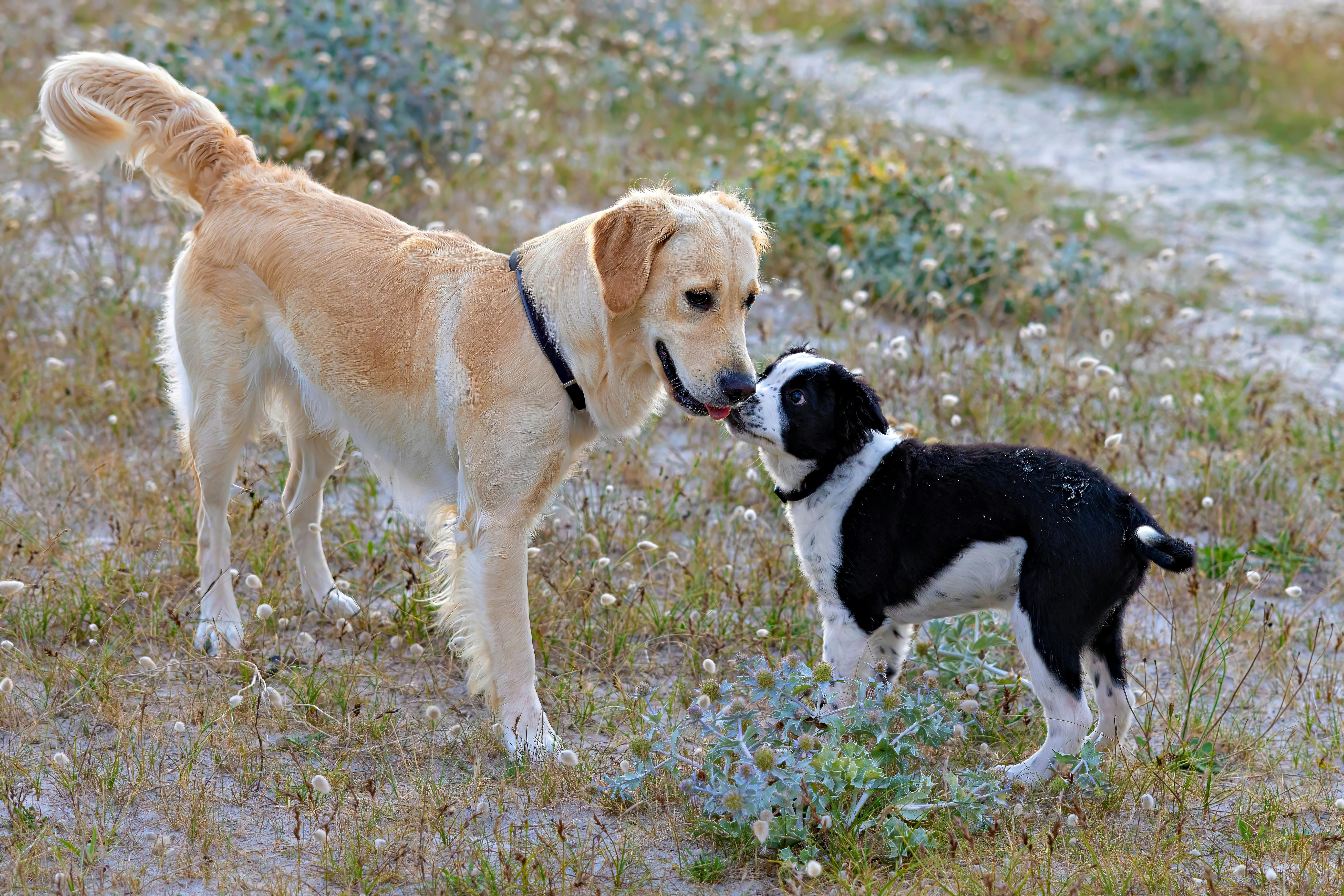 https://www.pexels.com/photo/golden-retriever-and-puppy-in-field-30503056/