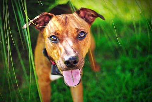 Free Photography of Short-Coated Brown Dog Stock Photo
