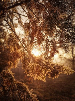 A winter sunrise illuminates frost-coated branches in a serene Serbian forest.