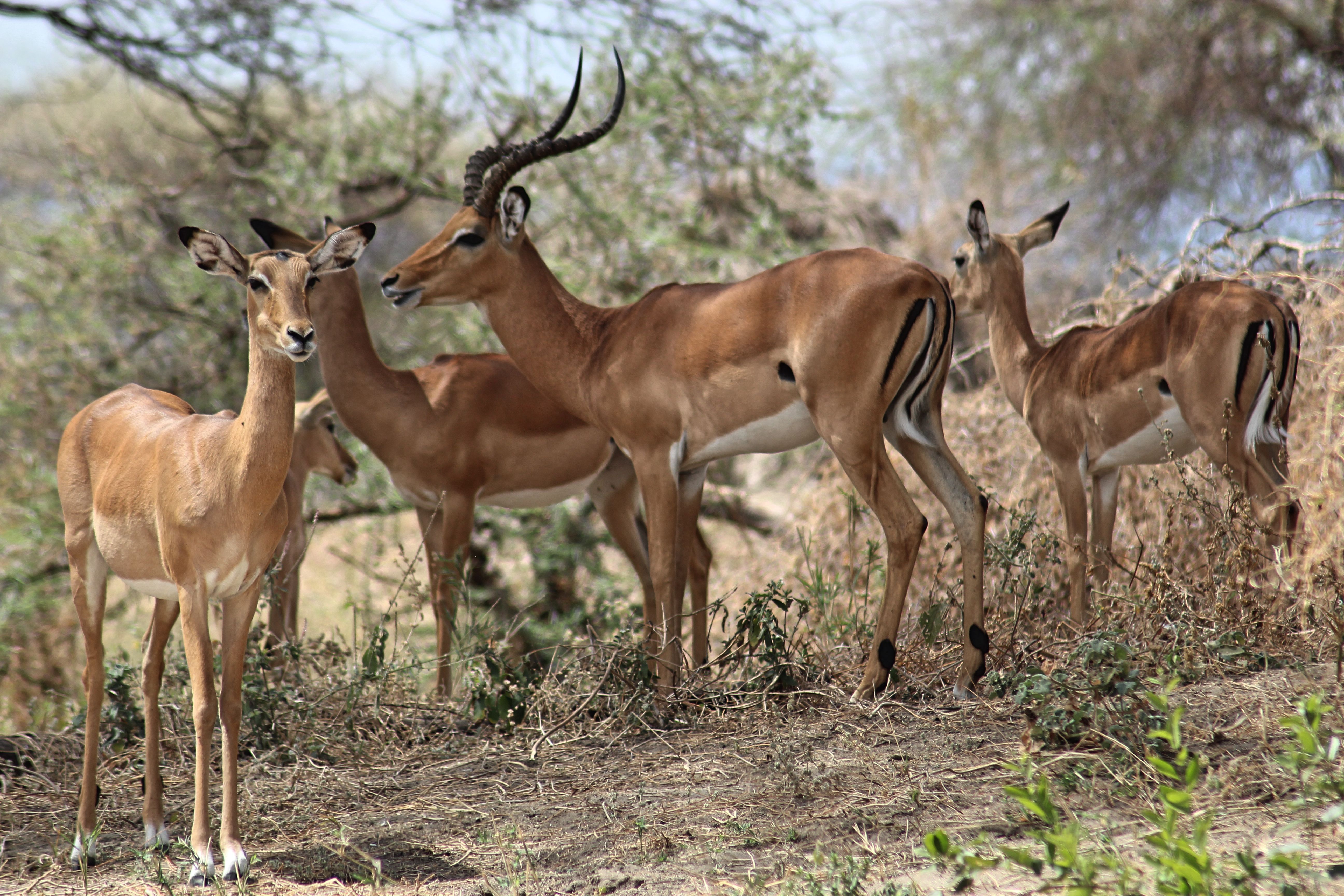 Group of Impalas in Natural Habitat · Free Stock Photo