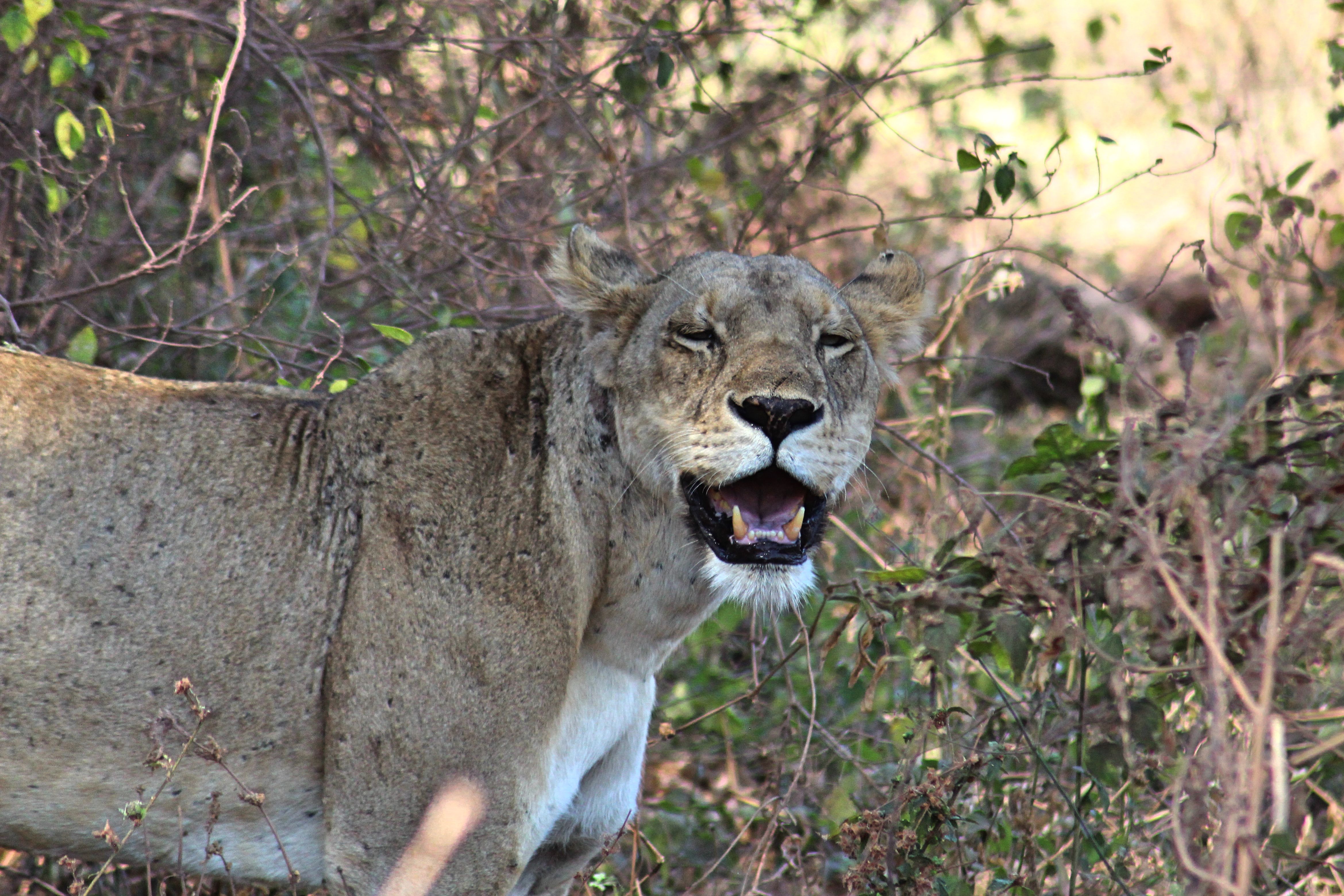 Flion Roaring Photos, Download The BEST Free Flion Roaring Stock Photos ...