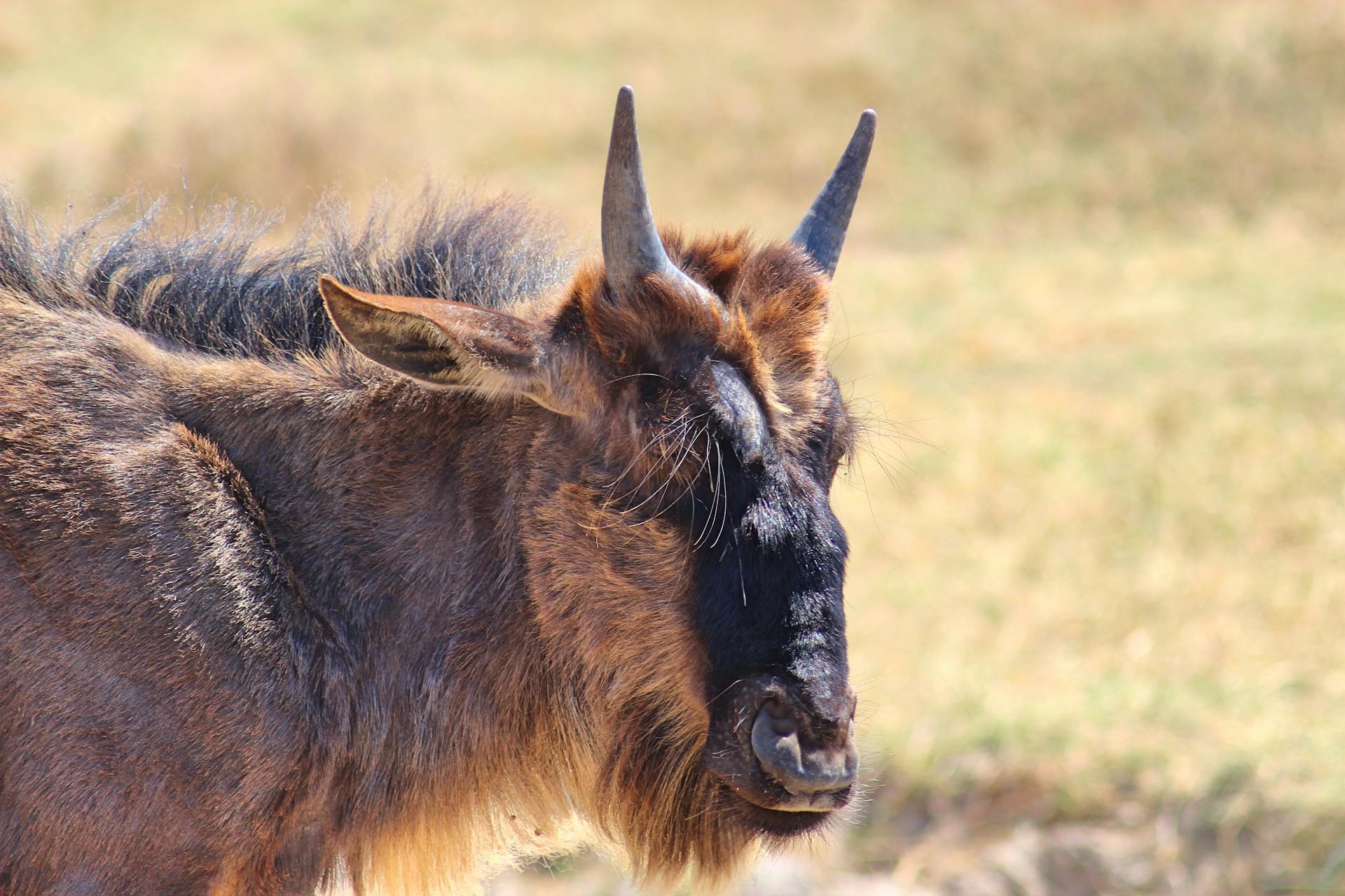 Close-up photo of a wildebeest in its natural habitat with sunlight highlighting its features.