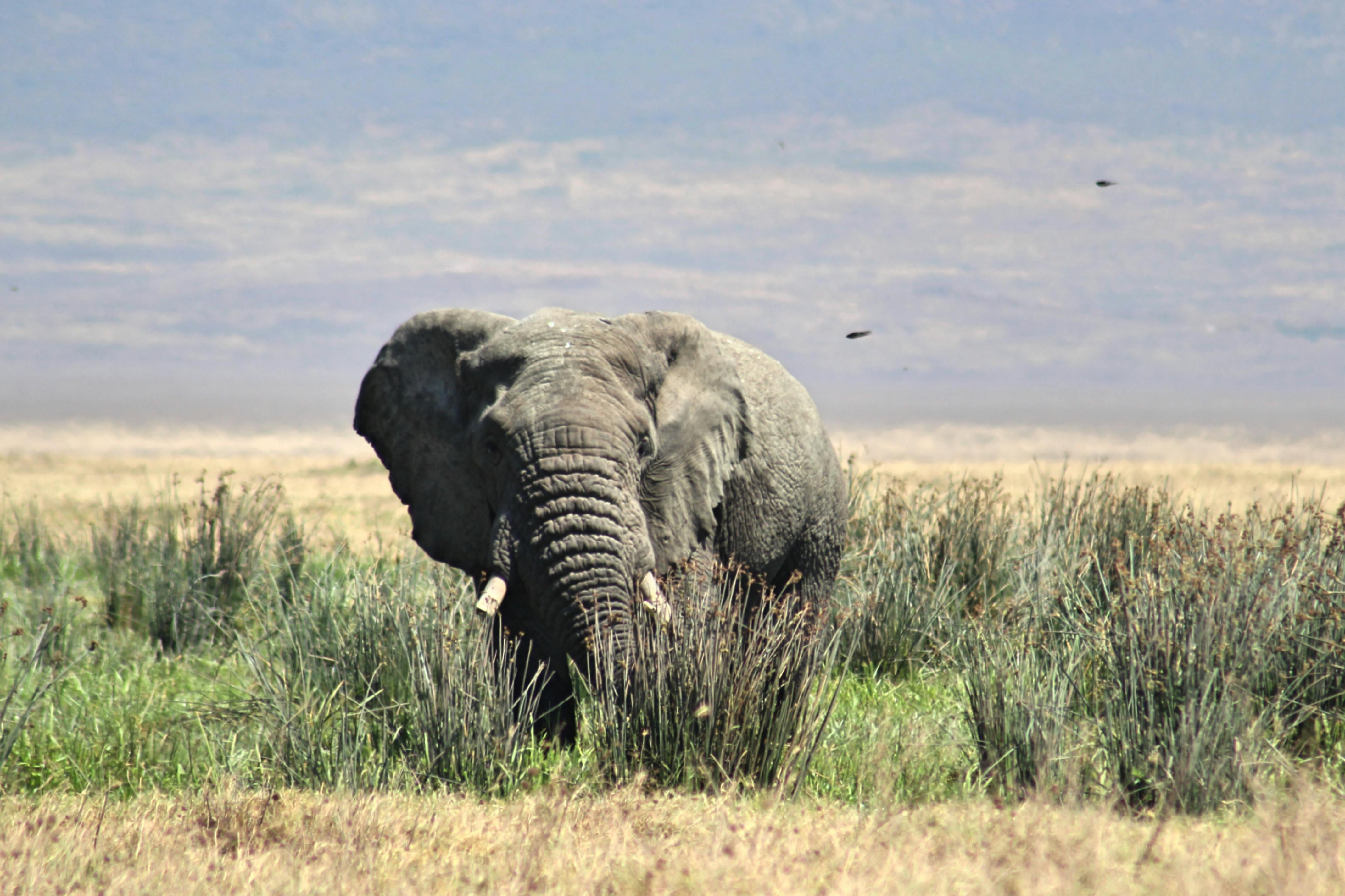 Majestic African Elephant in Serengeti Grasslands