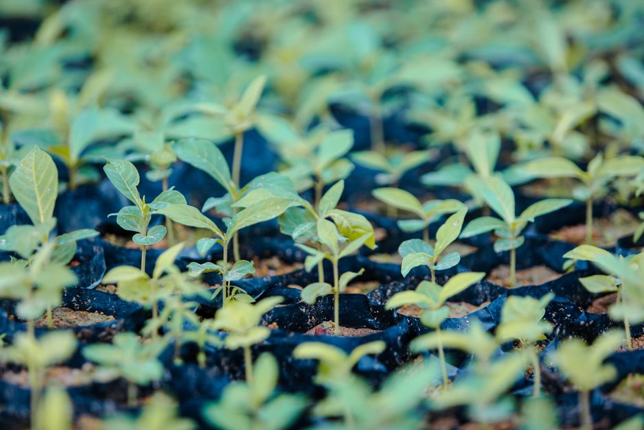 pexels-photo-30504188 Onde comprar eucaliptos para plantar em Portugal