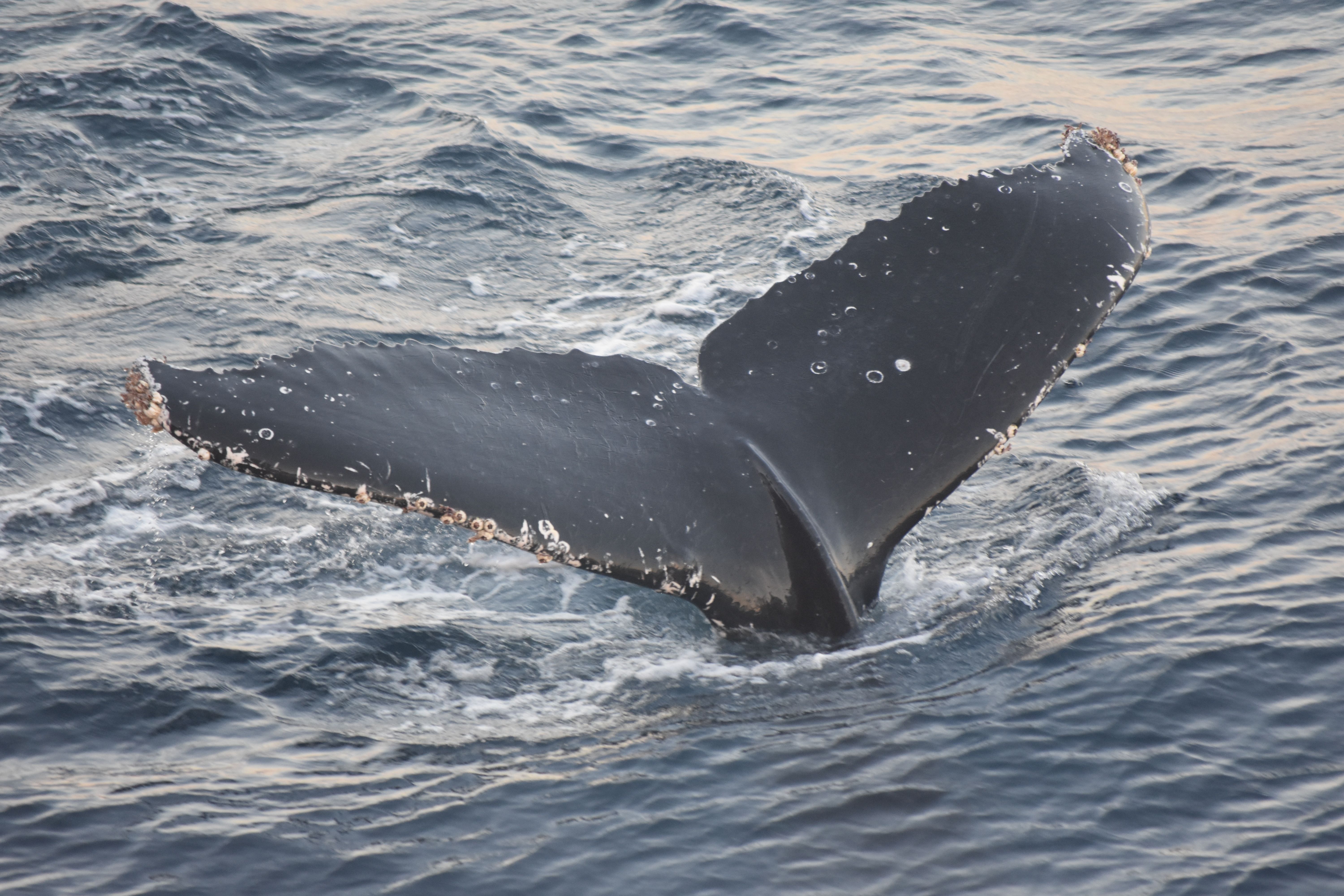 Humpback Whale Tail Emerging from Ocean · Free Stock Photo