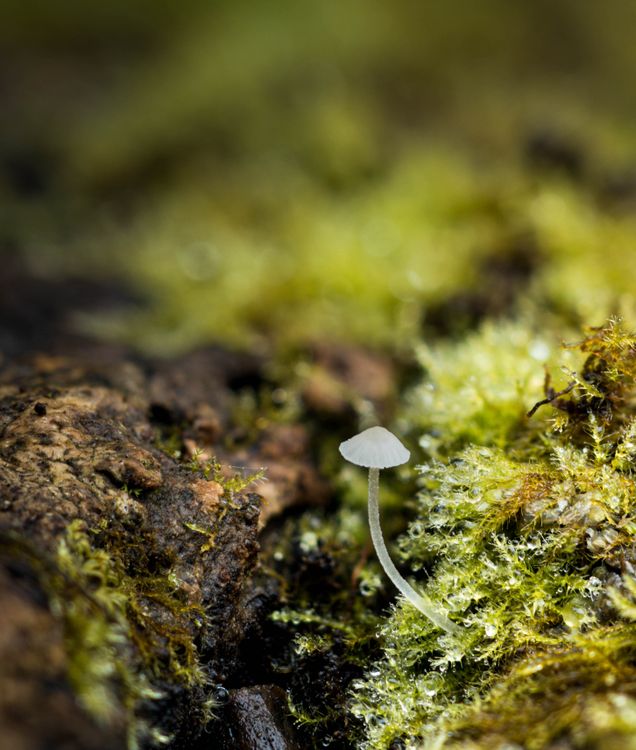 Close-up of Tiny Mushroom on Mossy Forest Floor · Free Stock Photo