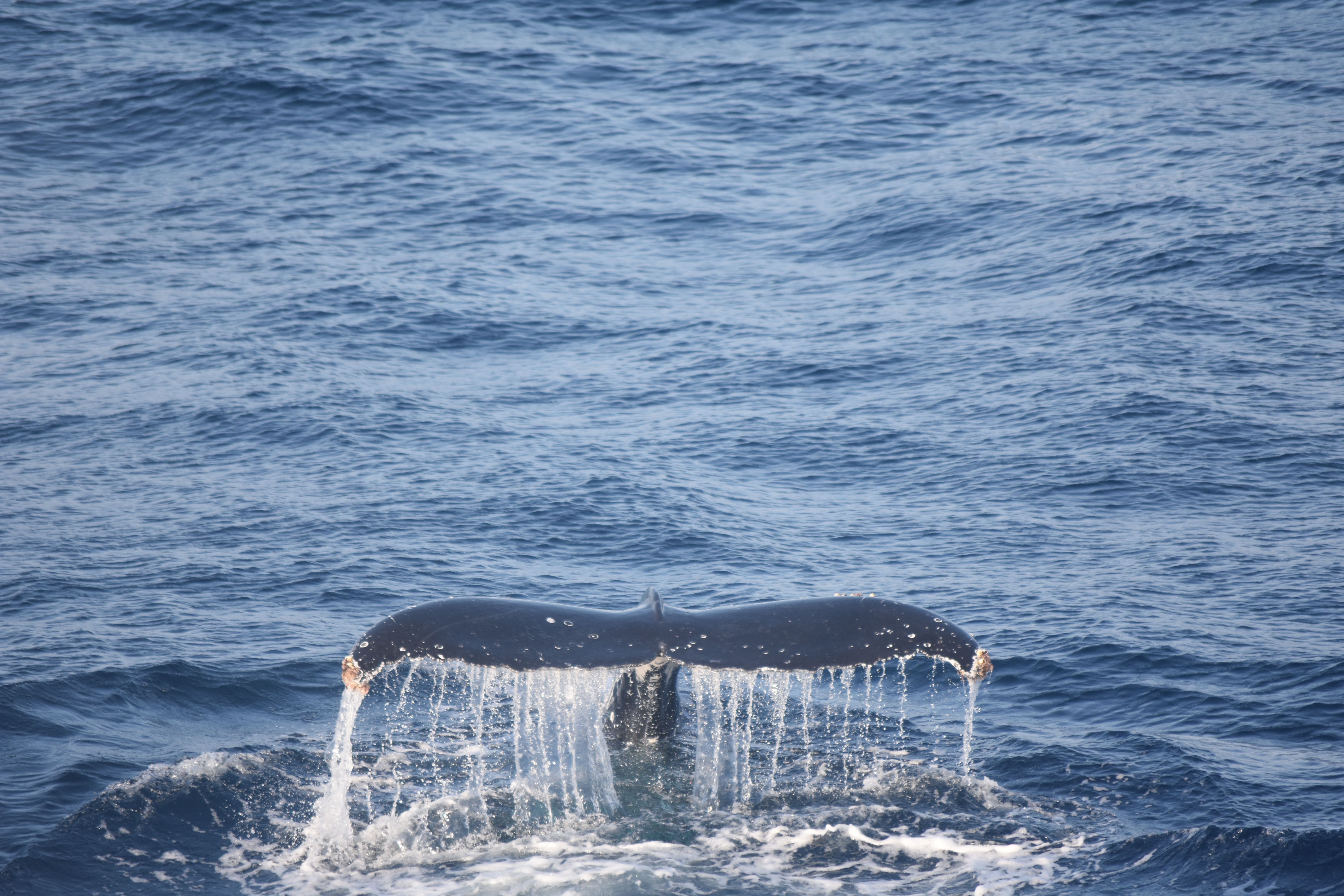 Majestic Whale Tail Emerging from Ocean Waters · Free Stock Photo
