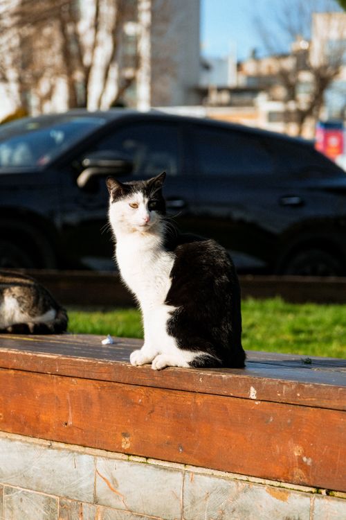 Free A black and white cat sitting outdoors on a sunny day with a car in the background. Stock Photo
