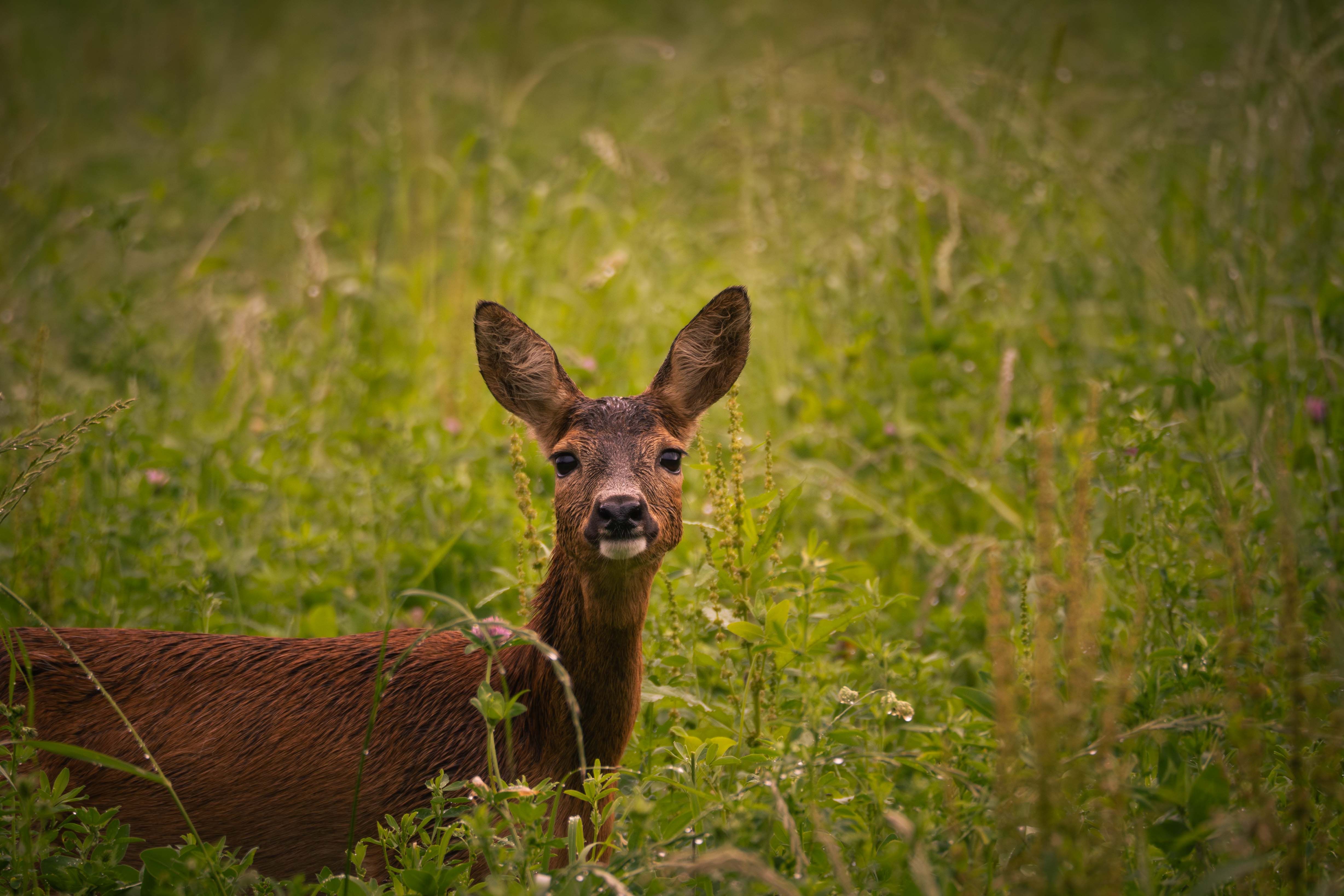 Charming roe deer in a lush green forest clearing during golden hour, showcasing nature's beauty.