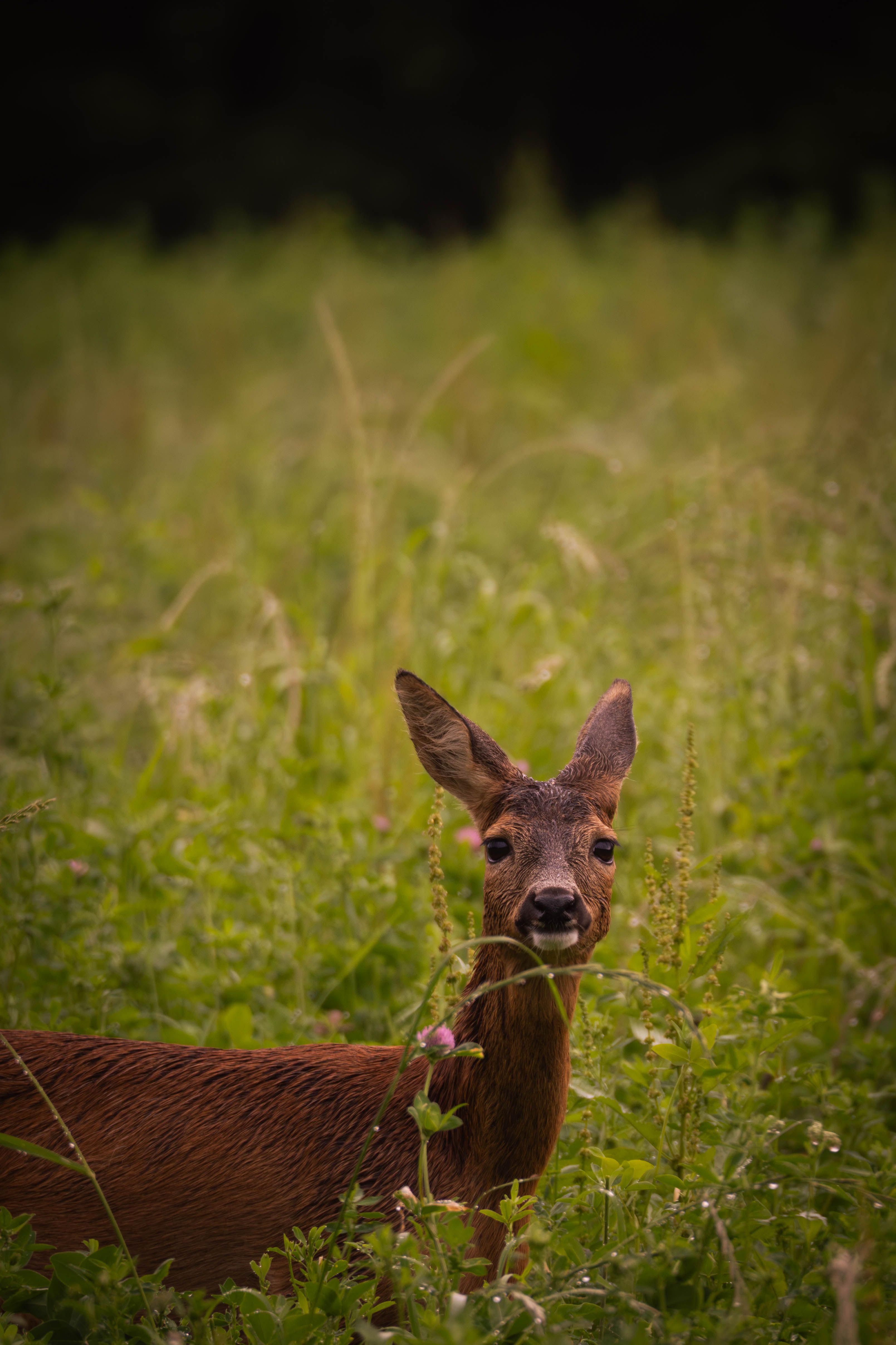 A roe deer stands gracefully in a meadow during golden hour in Switzerland.