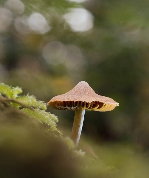 Free A detailed close-up shot of a mushroom in a mossy forest environment, emphasizing texture. Stock Photo