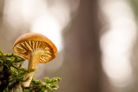 Macro shot of a mushroom growing in a mossy forest setting, highlighting intricate details.