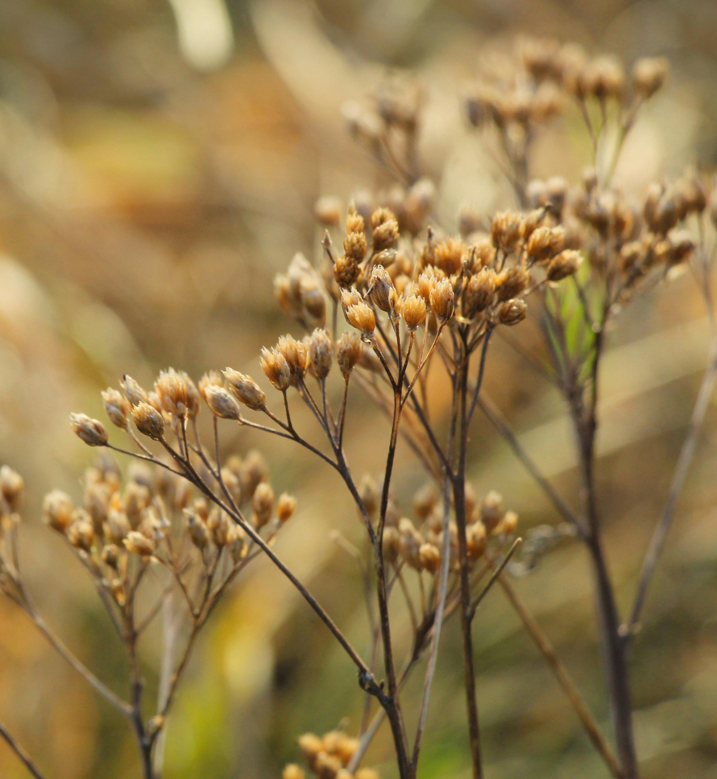 close up of dried wildflowers in autumn light