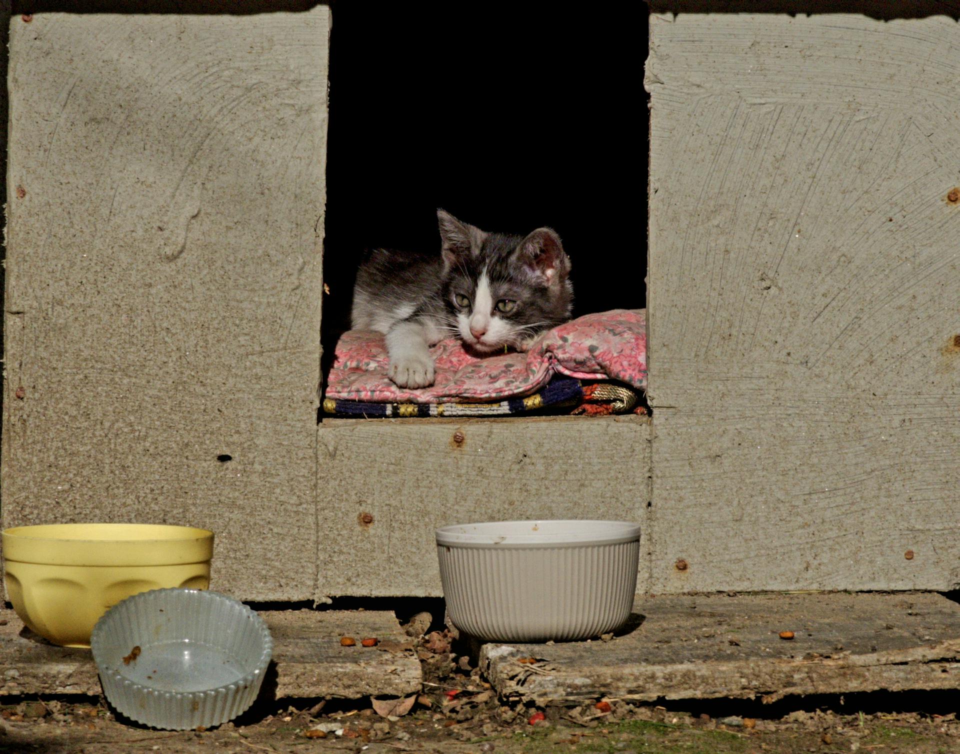 A black and white kitten relaxing on a pink blanket inside a makeshift shelter in Istanbul.