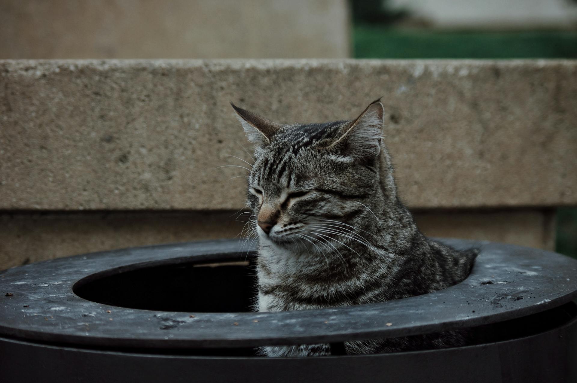 A tabby cat comfortably resting in an outdoor stone structure, conveying a sense of tranquility.