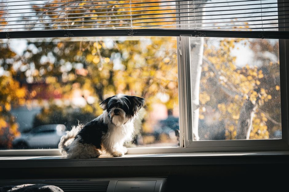 A small black and white dog basks in autumn sunlight on a windowsill, framed by fall foliage.